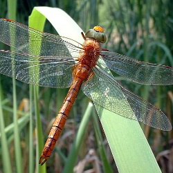 Aeshna isoceles